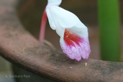 Boesenbergia tiliifolia